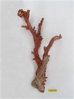 藏品(珊瑚標本)的圖片